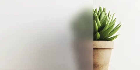 Vergleich der Verglasung: links verschwommenes, milchiges Glas, das den Blick auf die Pflanze verzerrt, rechts klare Sicht auf die Pflanze.