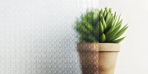 Vergleich der Verglasung: links strukturiertes, gepunktetes Glas, das den Blick auf die Pflanze verzerrt, rechts klares Glas mit ungehindertem Blick auf die Pflanze.